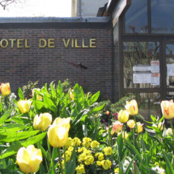 mairie fleurie de tulipes jaunes