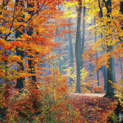 forêt en automne