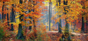 forêt en automne