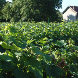 les vignes de beaumont