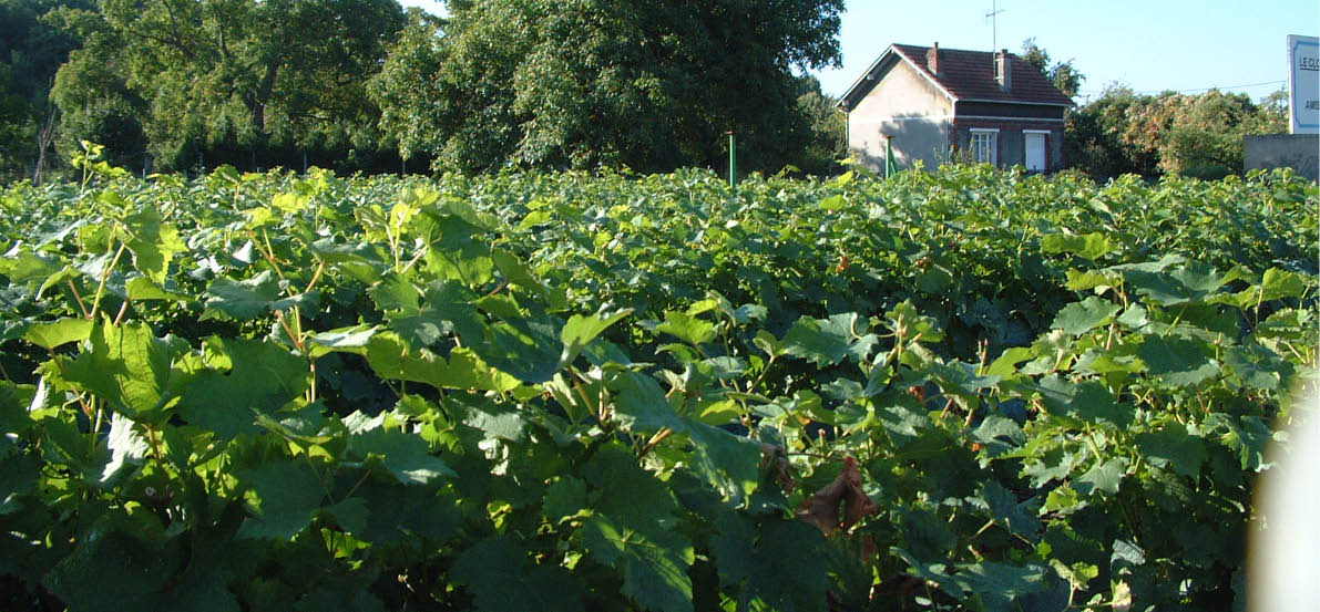 les vignes de beaumont