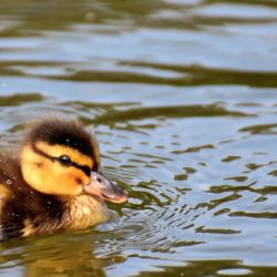 Canard bandeau site