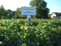 Vignes, Beaumont sur Oise